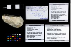 Foto (Objekt + Etikett) von Cycloprosopon sp.  (NHMW-GEO-1990-0041-2717a)